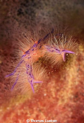 found in Lembeh; d200 by Thomas Lueken 